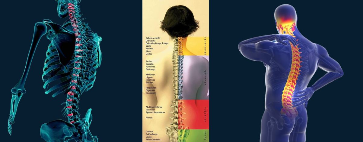 ajustes neurologicos- tallerdesalud.es
